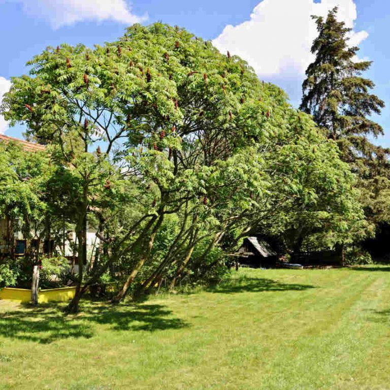 garden schilka1